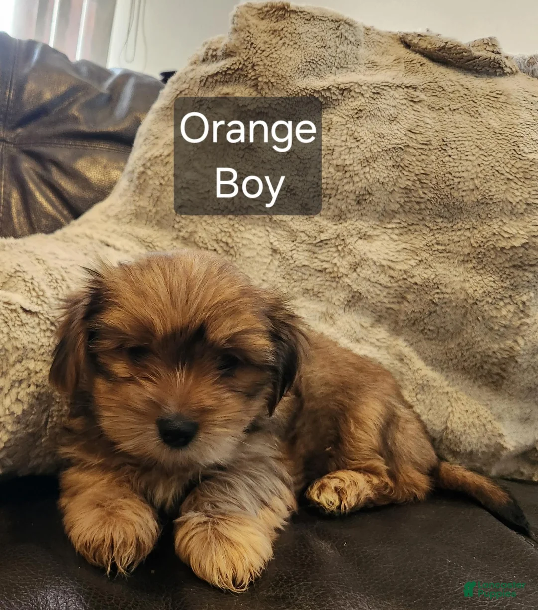 Shorkie dogs for sale: Shorkie 2 - Ad 1
