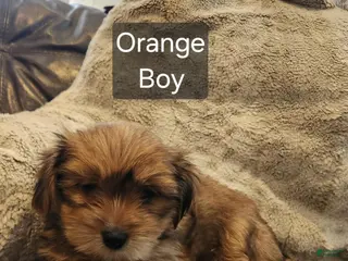 Shorkie dogs Shorkie 2 - Ad 23