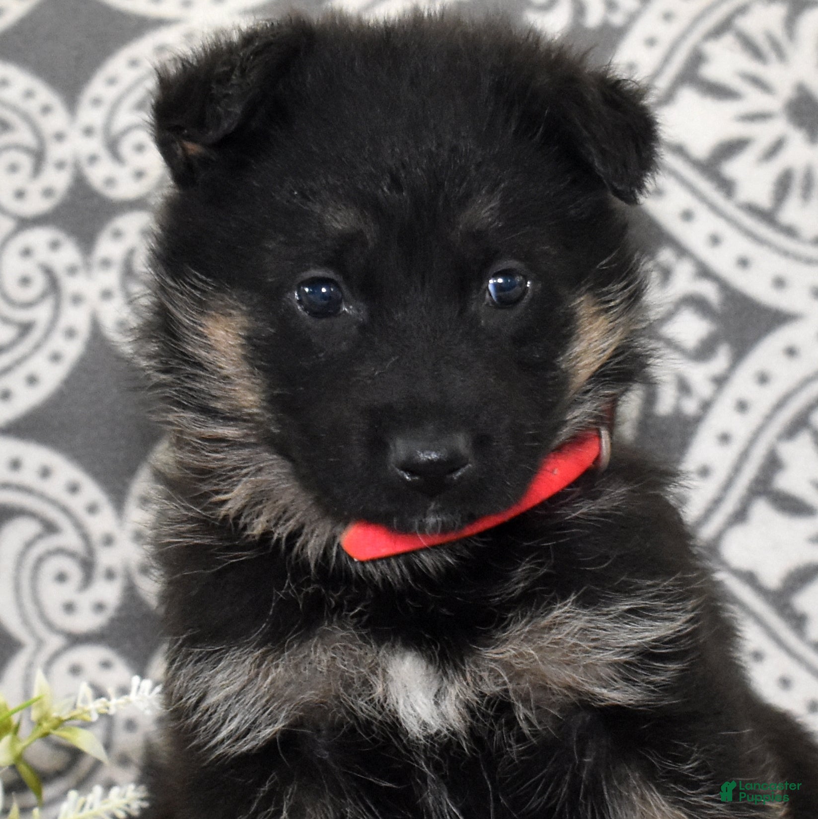 German Shepherd dogs Diamond - Ad 1