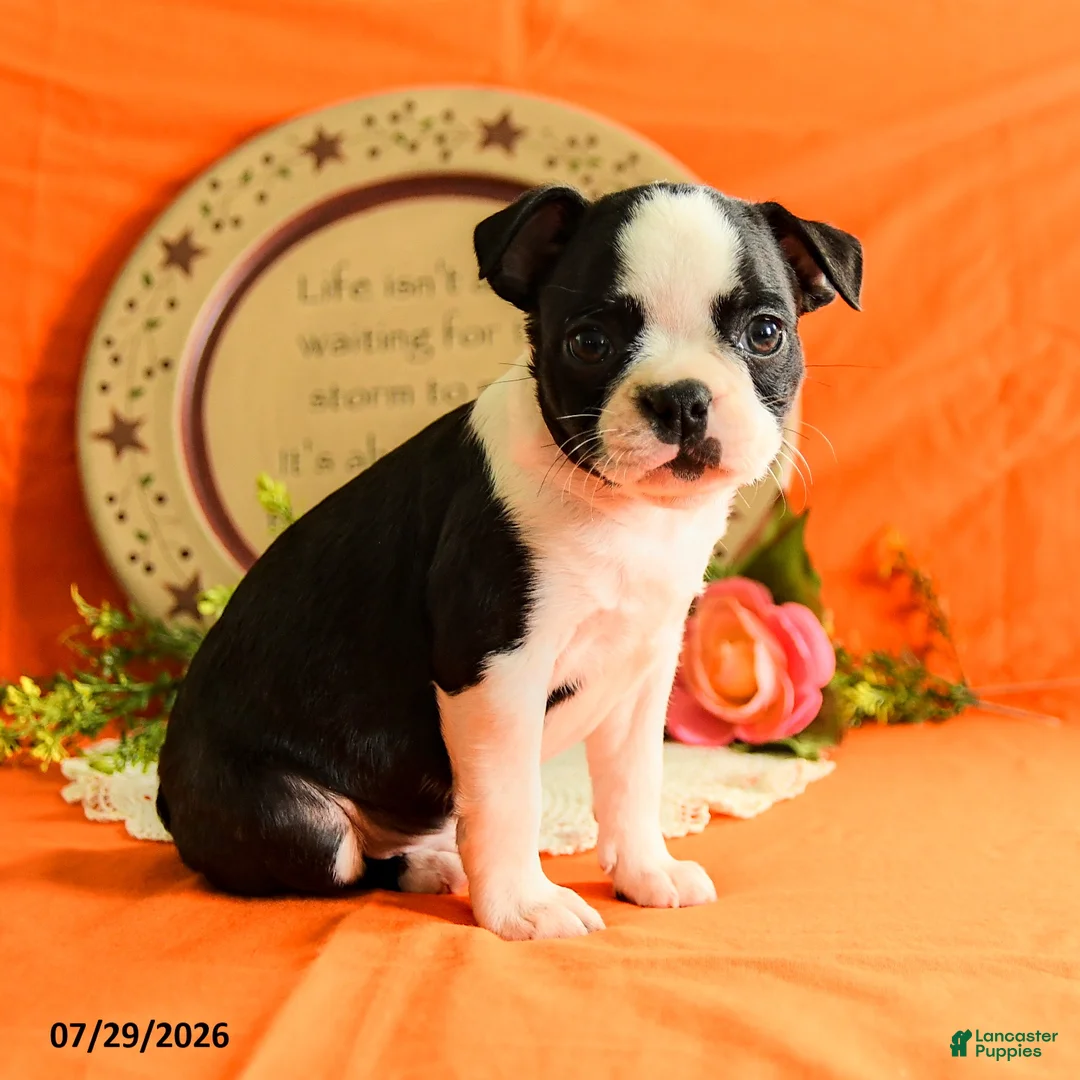Boston Terrier dogs for sale: Zipper - Ad 2