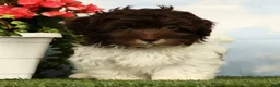 Havanese dogs for sale: Lotus - Ad 3