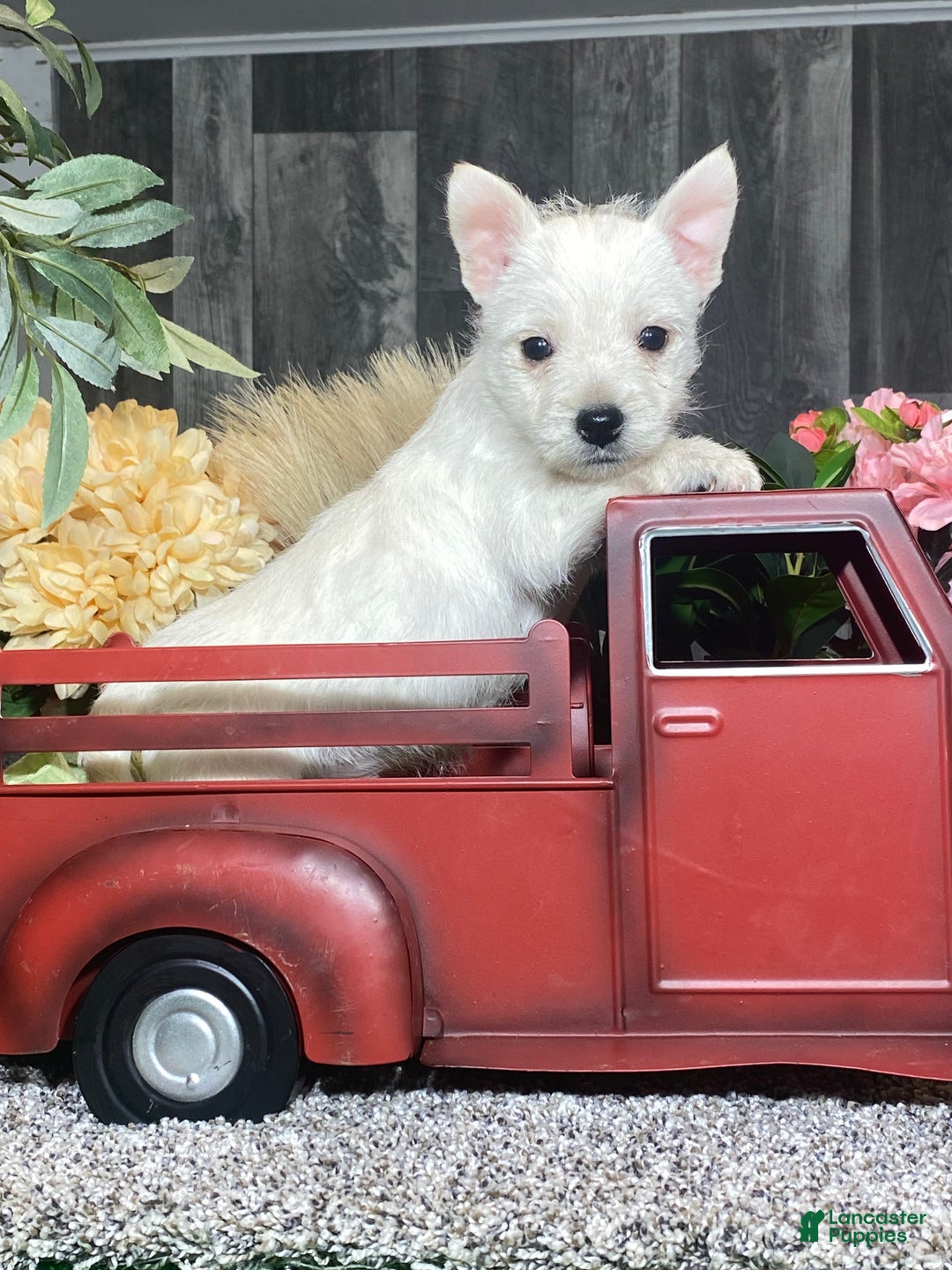 West Highland Terrier dogs for sale: Washington  - Ad 2