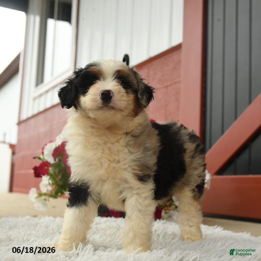 Aussiedoodle dogs Alpine - Ad 2
