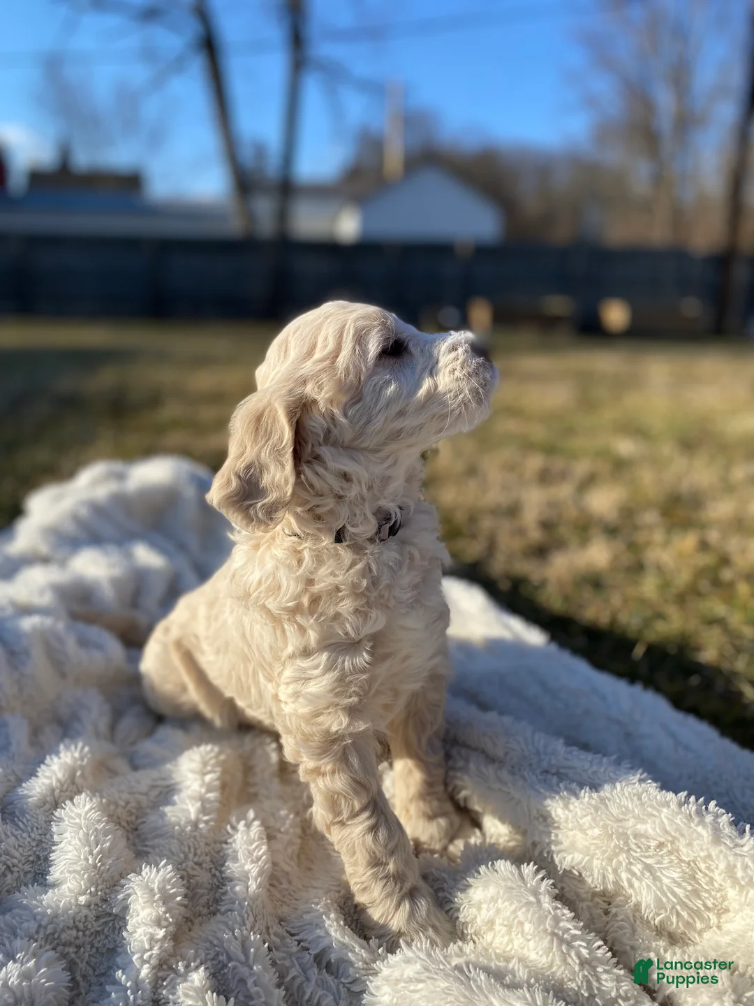 Mini Goldendoodle dogs for sale: Navy  - Ad 4