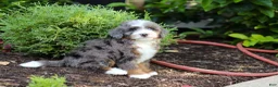 Mini Bernedoodle dogs for sale: Bear - Ad 4
