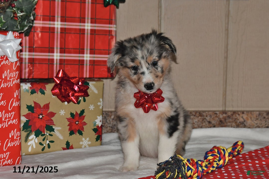 Australian Shepherd dogs for sale: Dewey - Ad 4