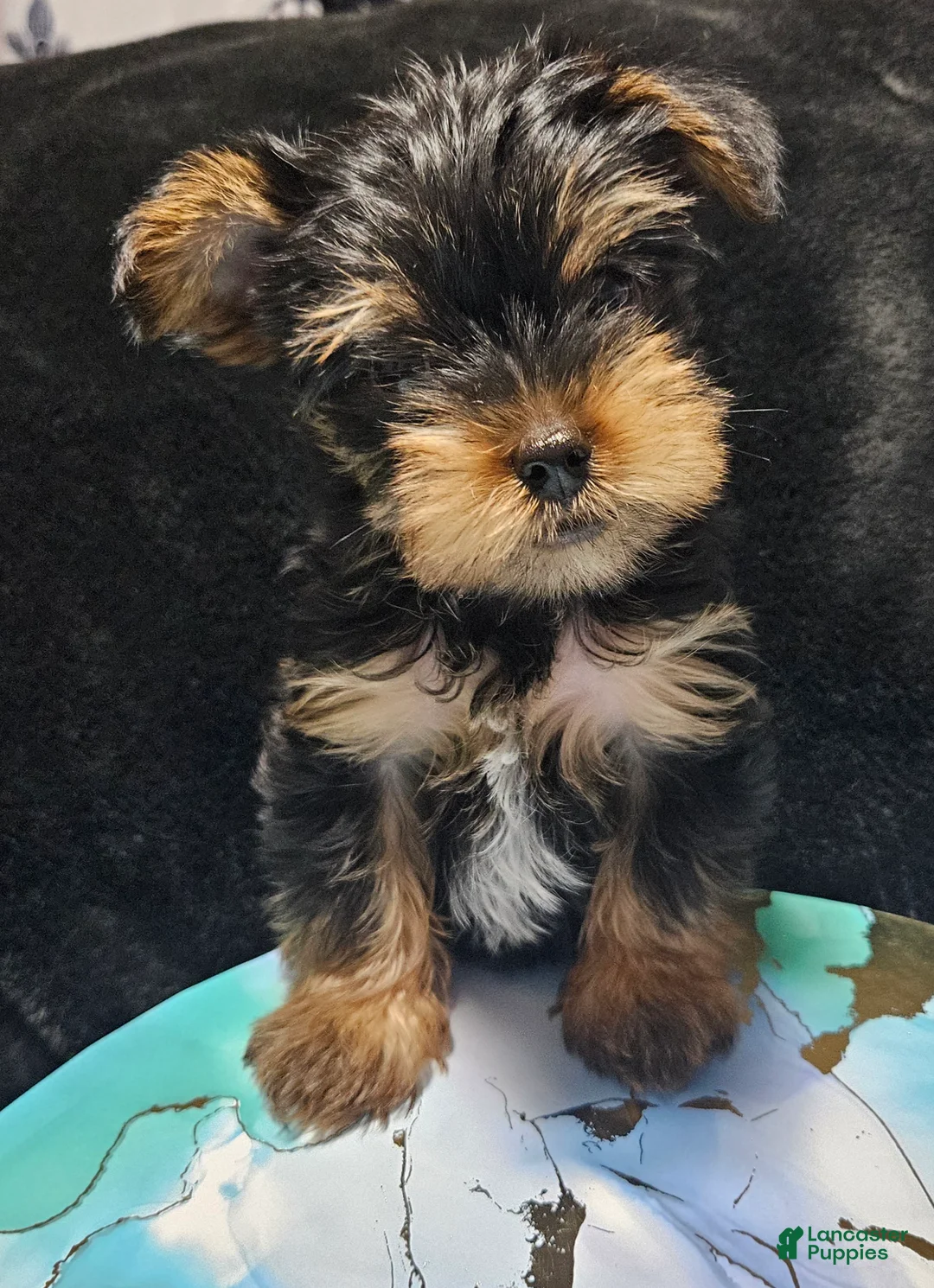 Yorkshire Terrier dogs for sale: Yorkshire Terrier Puppy 2 males - Ad 2