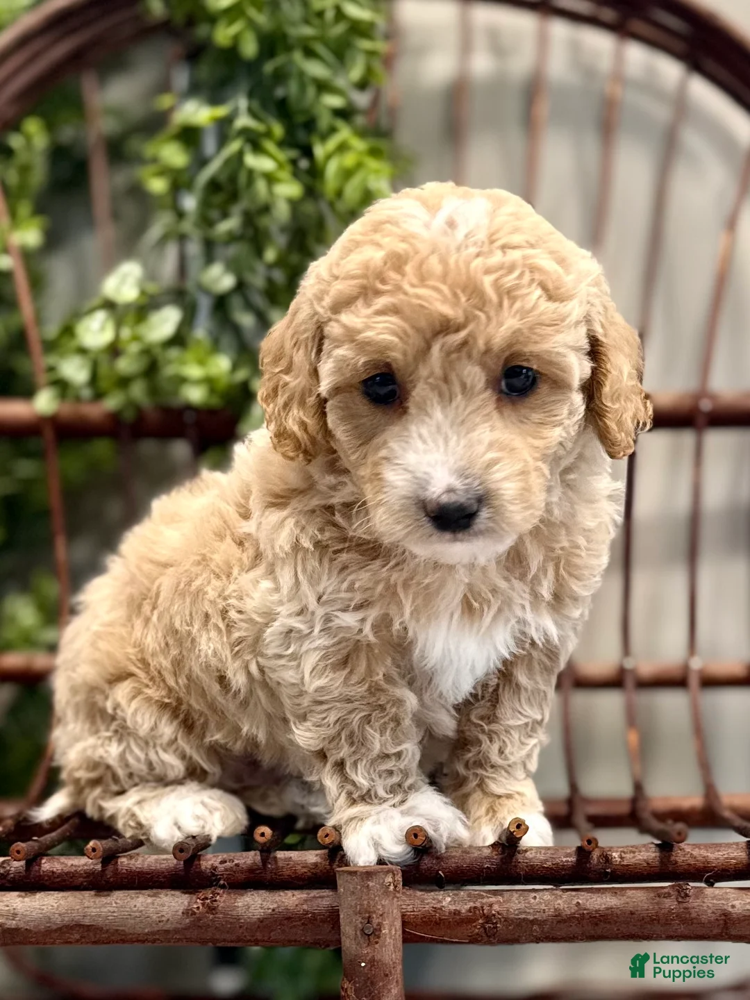 Mini Goldendoodle dogs for sale: Ozzy - Ad 6