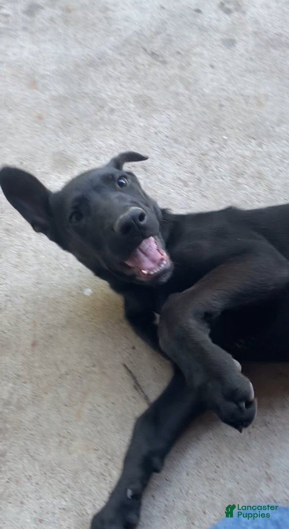 Mixed Breed dogs for sale: Mixed Breed Puppy 1 - Ad 5