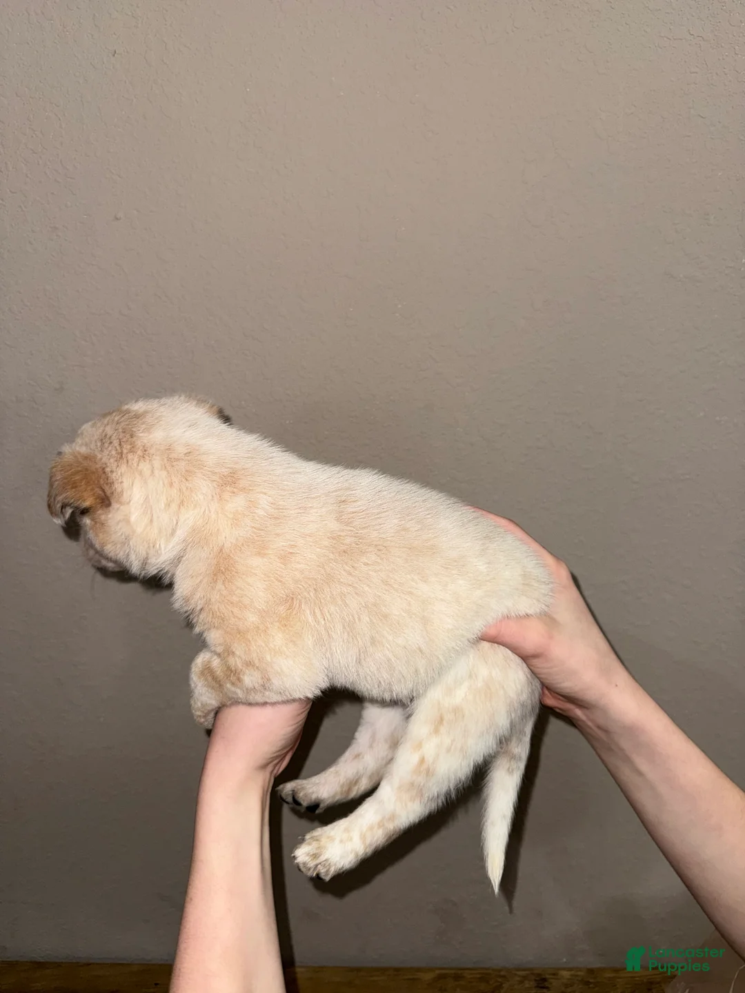 Australian Cattle Dog dogs for sale: Red Male (Dark Blue - Freckles) - Ad 3