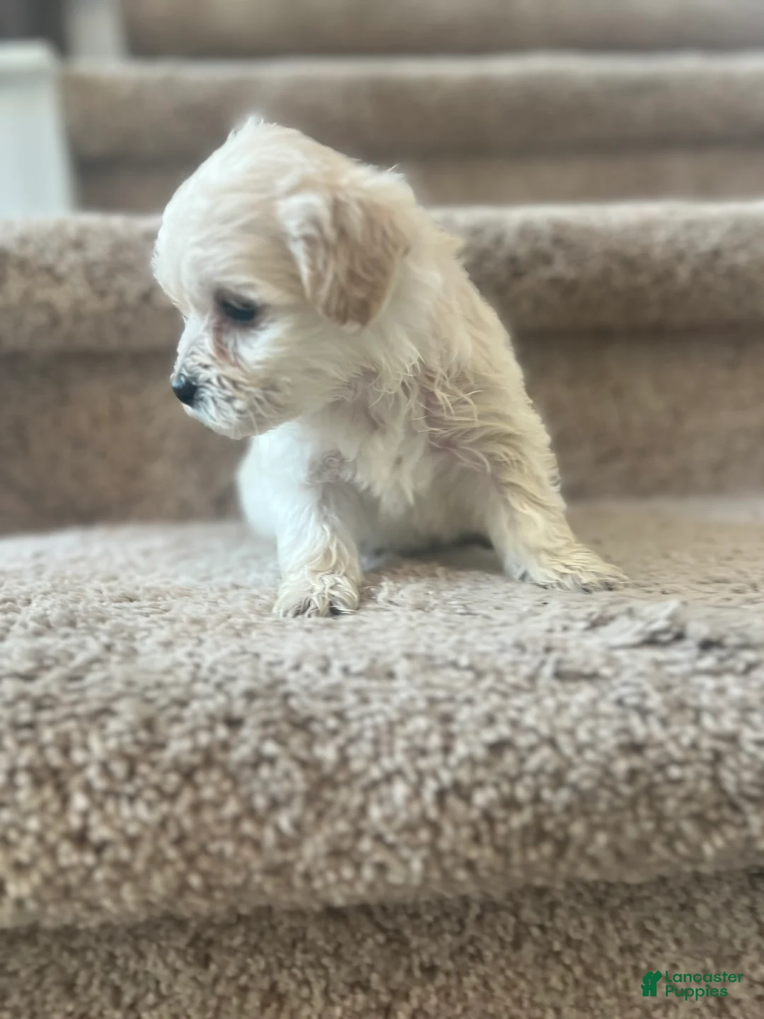 Maltipoo dogs for sale: Briana - Ad 16