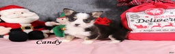 Welsh Corgi Pembroke dogs for sale: Candy - Ad 1