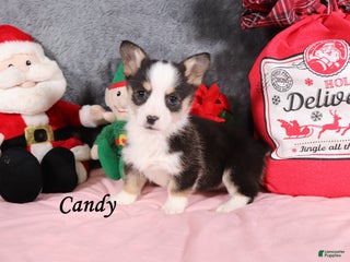 Welsh Corgi Pembroke dogs Candy - Ad 19