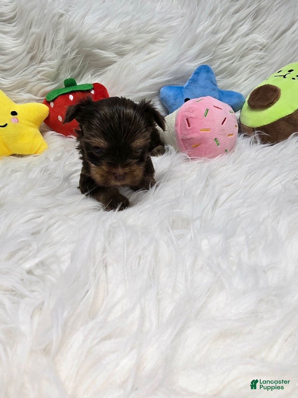 Yorkshire Terrier dogs Girl 4 - Ad 33