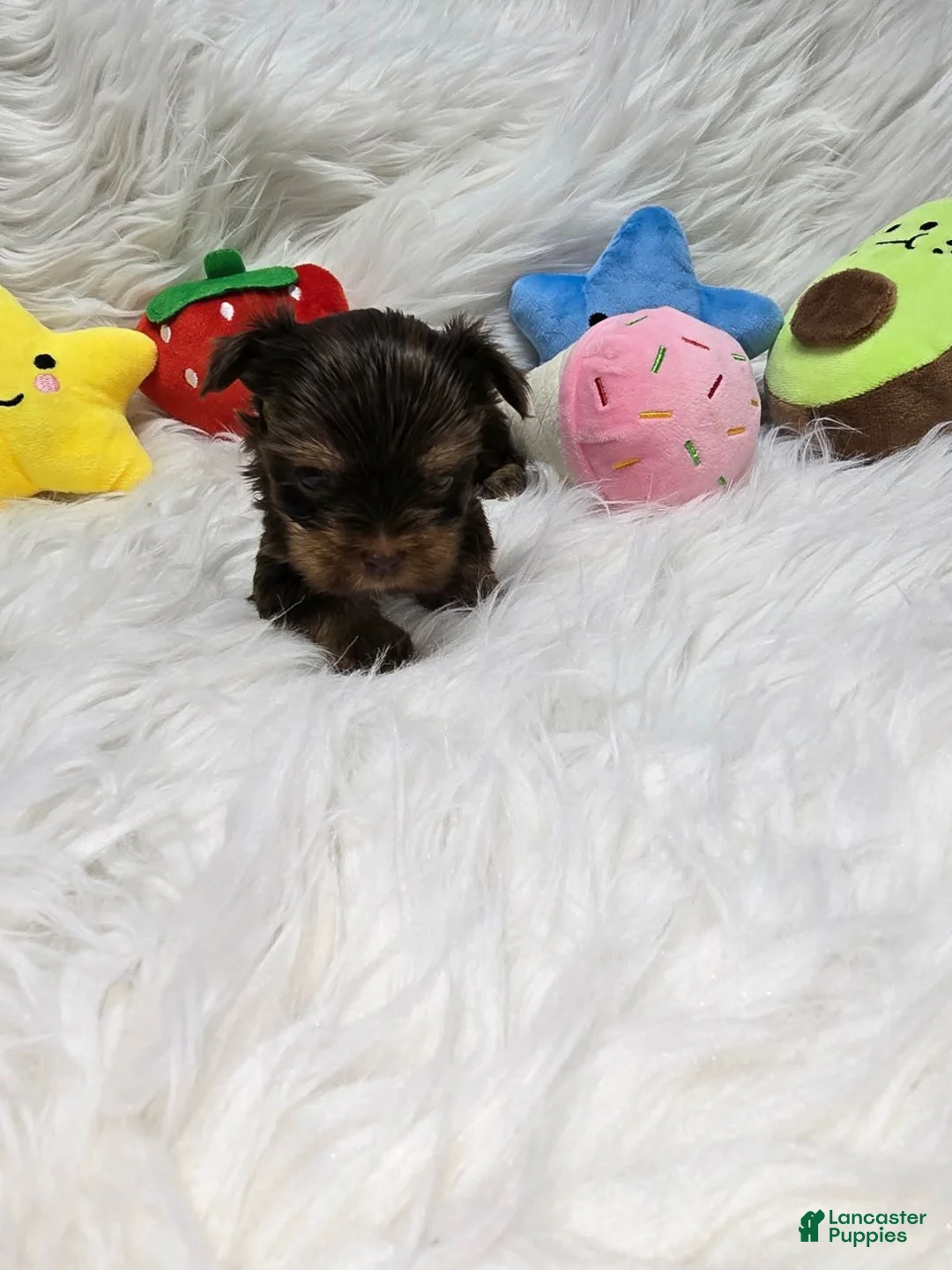 Yorkshire Terrier dogs for sale: Girl 4 - Ad 1