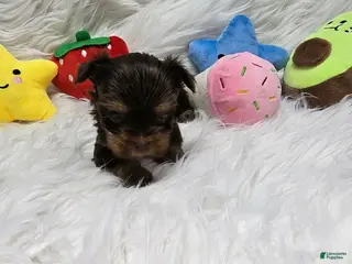 Yorkshire Terrier dogs Girl 4 - Ad 33