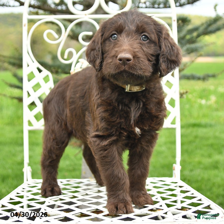 Labradoodle dogs April - Ad 2