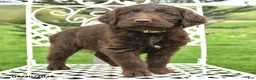 Labradoodle dogs for sale: April - Ad 2