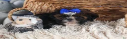 Shih Tzu dogs for sale: BUDDY - Ad 14