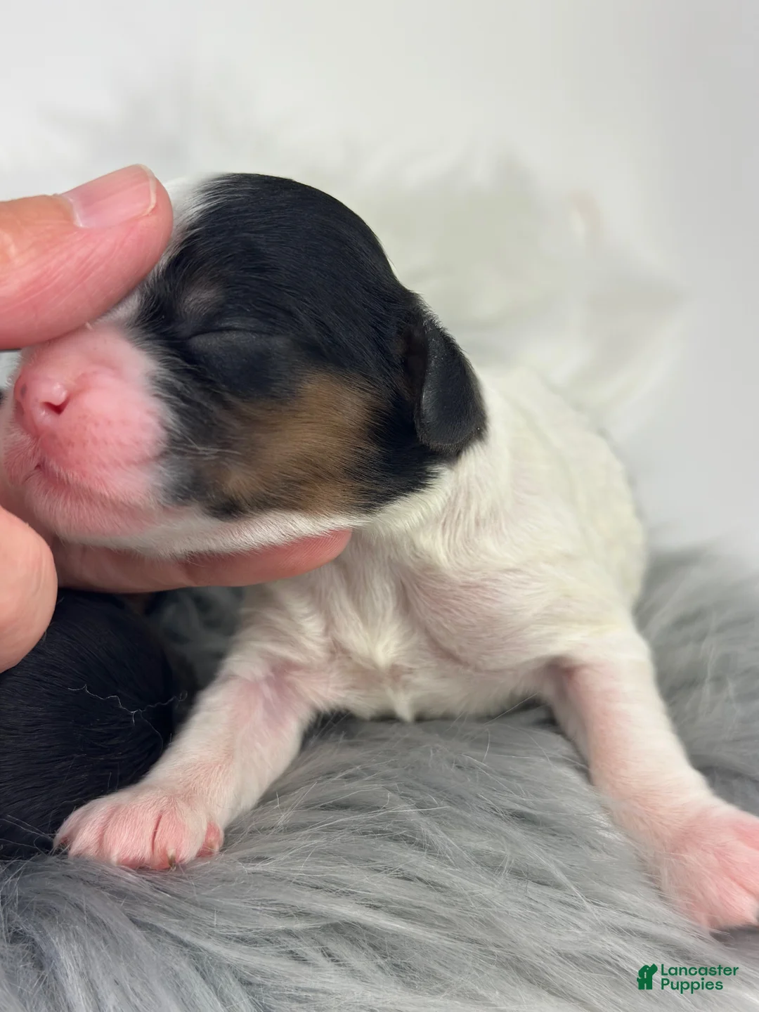 Cavapoo dogs for sale: Elsa - Ad 6