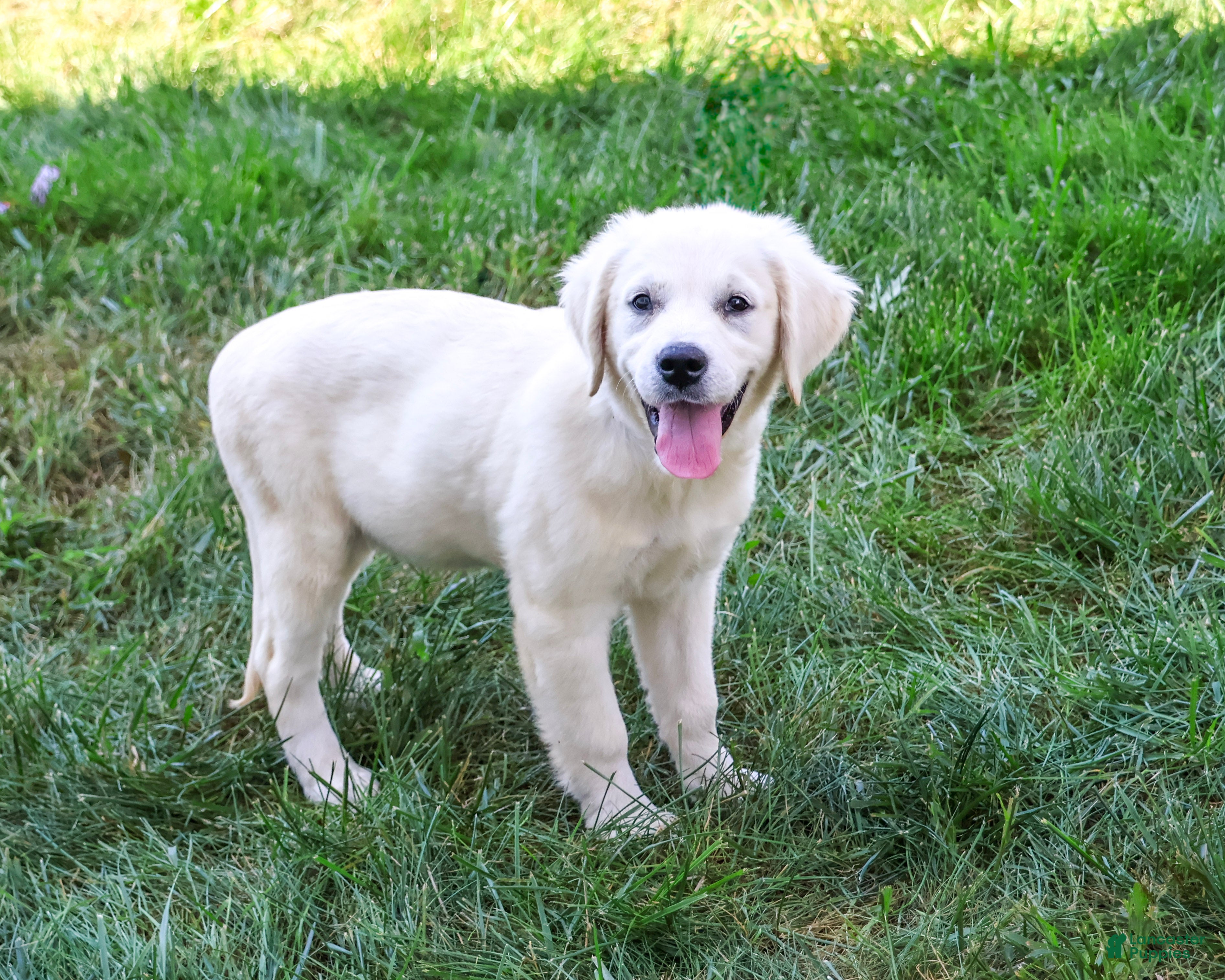 Golden Retriever dogs Tori - Ad 2