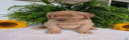 Golden Retriever dogs for sale: Shadow  - Ad 3