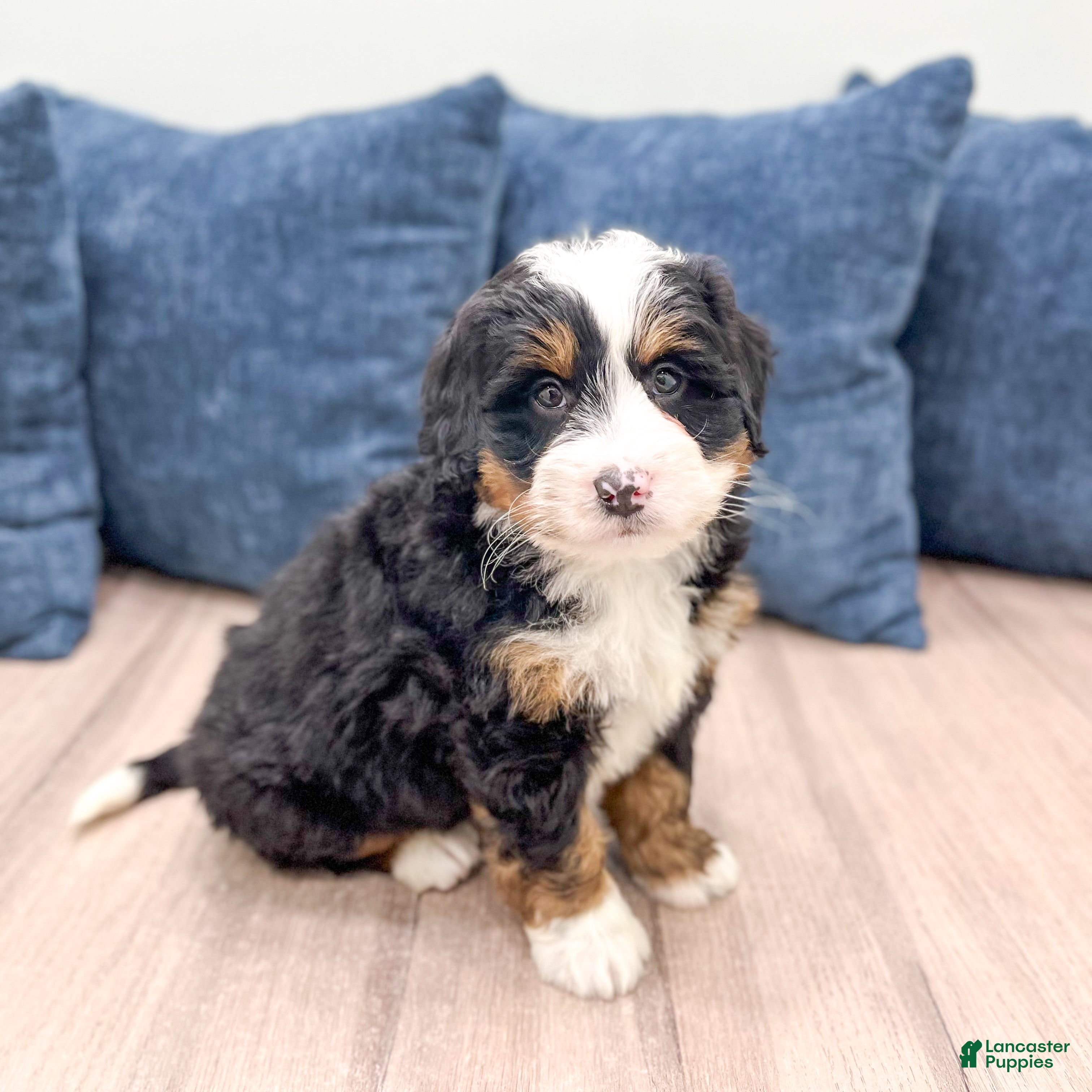 Mini Bernedoodle dogs Rusty - Ad 13
