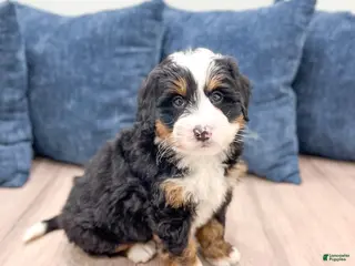Mini Bernedoodle dogs Rusty - Ad 13