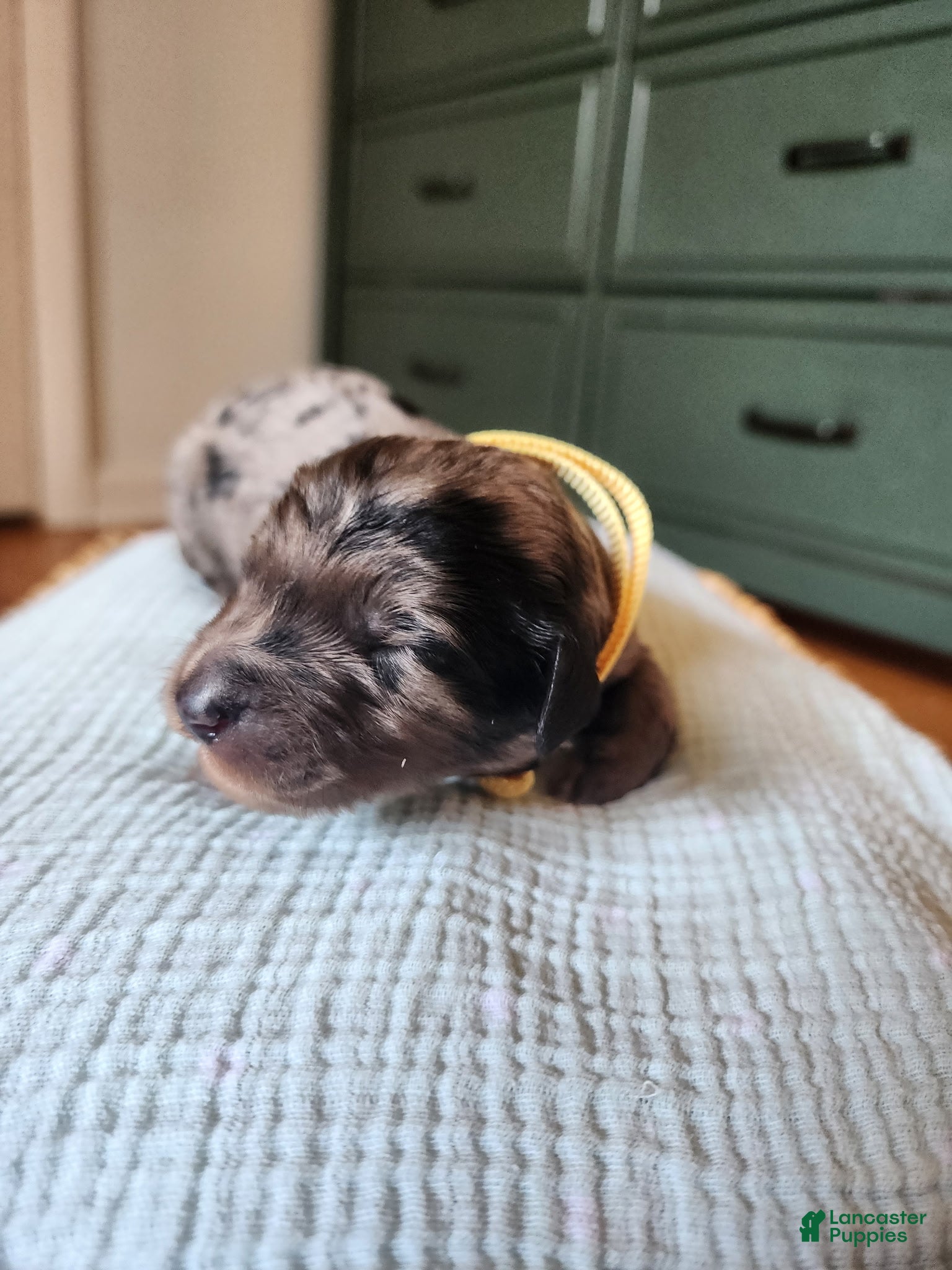Mixed Breed dogs Mixed Breed 9 - Ad 17