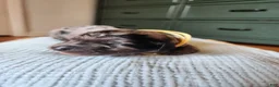 Mixed Breed dogs for sale: Artemis  - Ad 1