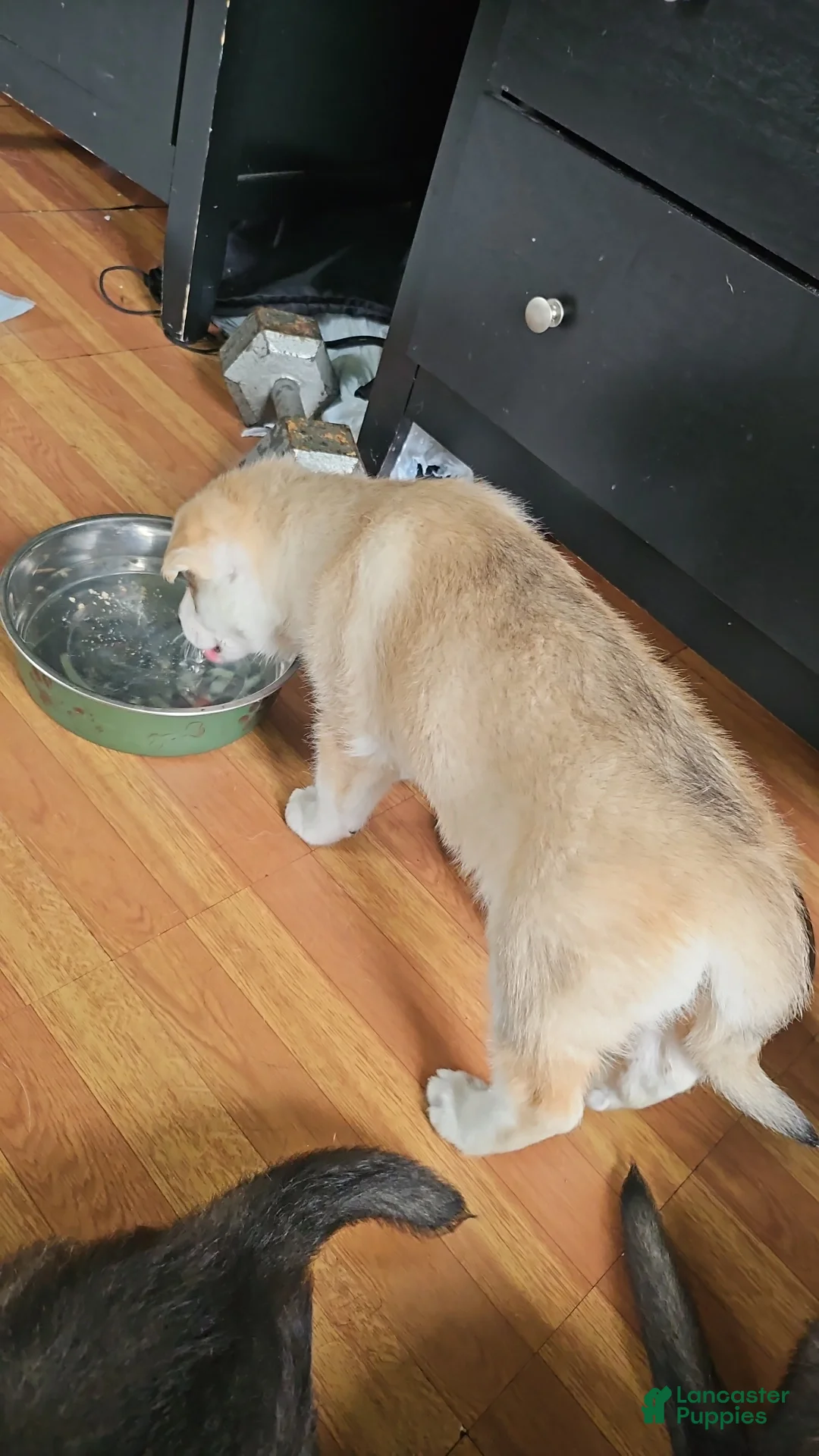 Gerberian Shepsky dogs for sale: Lagertha - Ad 2