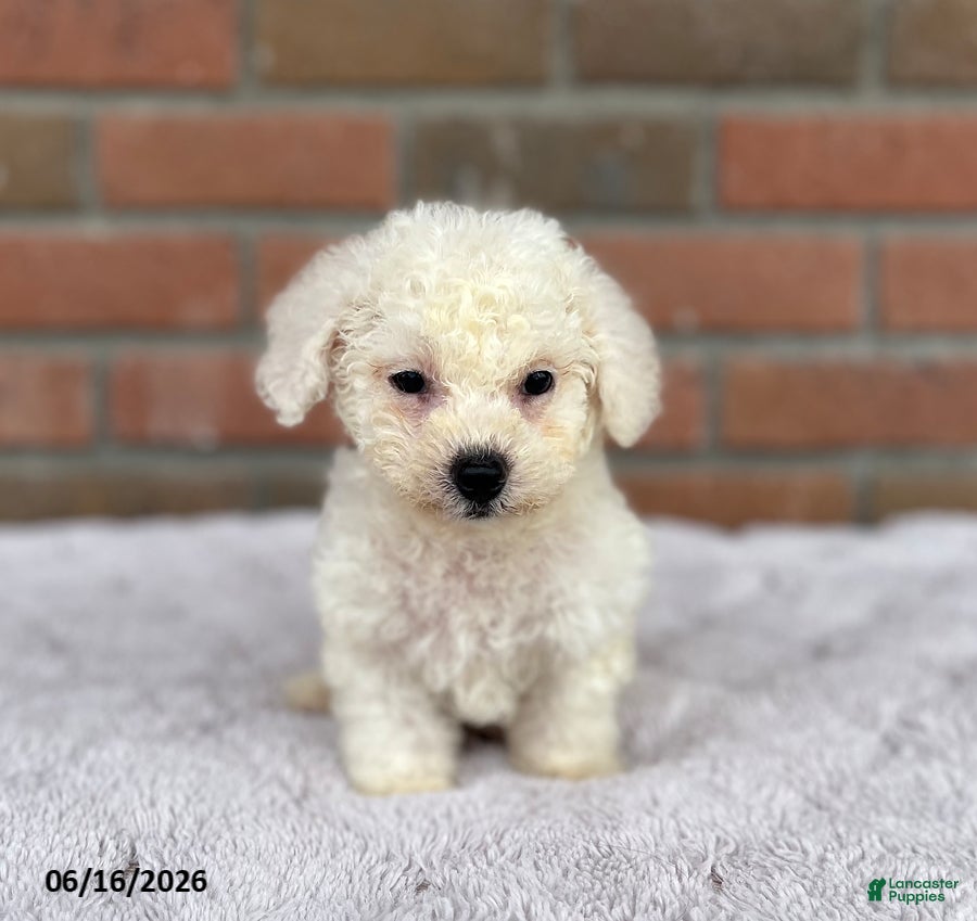 Bichon Frise dogs Rex - Ad 2