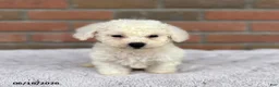 Bichon Frise dogs for sale: Rex - Ad 2