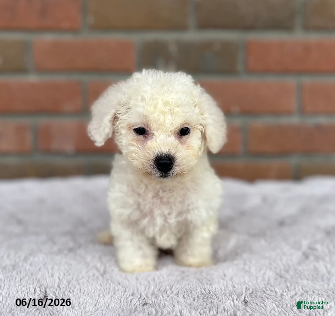 Bichon Frise dogs for sale: Rex - Ad 2