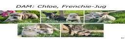 Mixed Breed dogs for sale: Pinkie - Ad 6