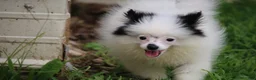 Pomsky dogs for sale: Tilly - Ad 3