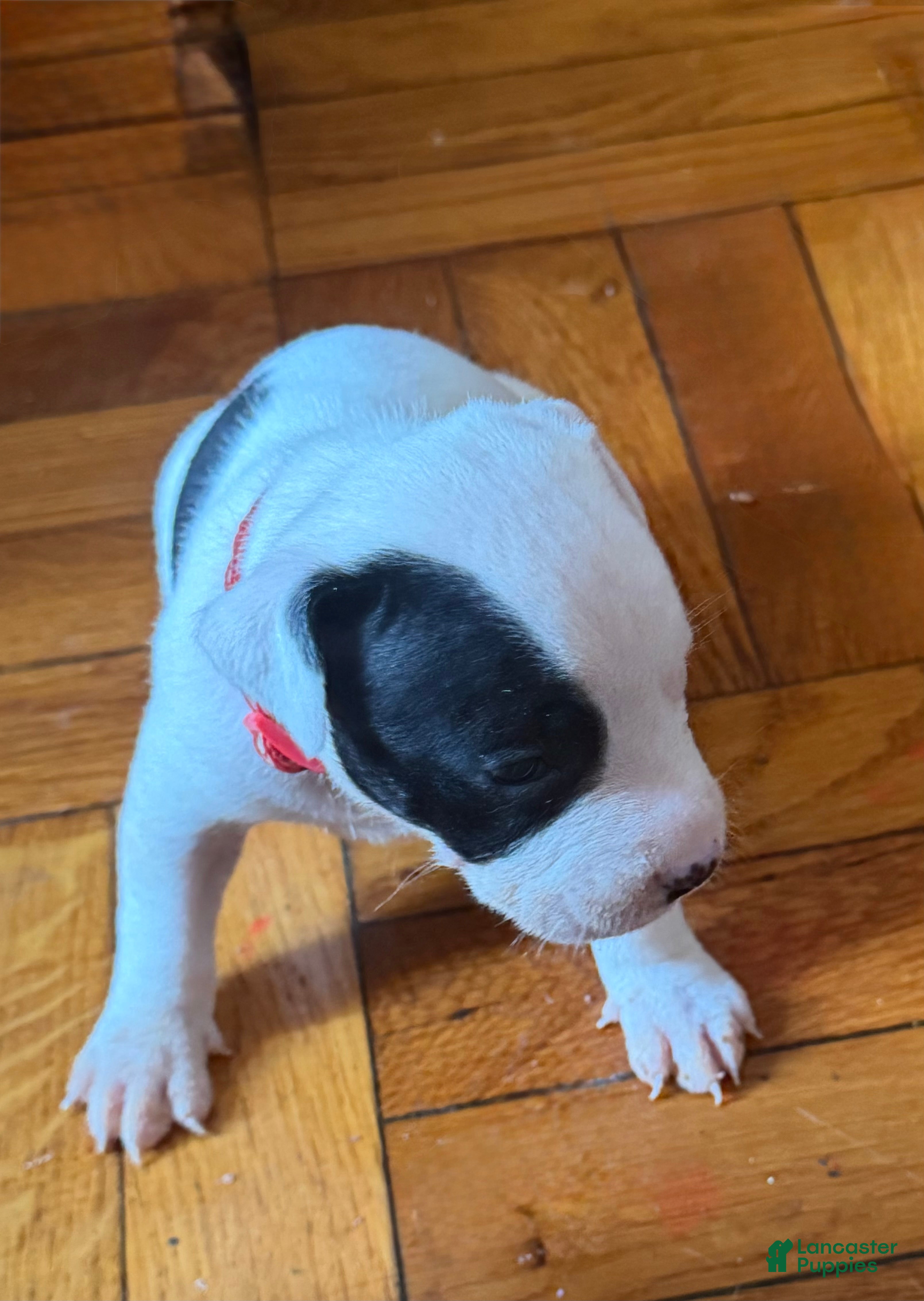Mixed Breed dogs CHERRY - Ad 24