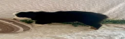 Australian Shepherd dogs for sale: River - Ad 3