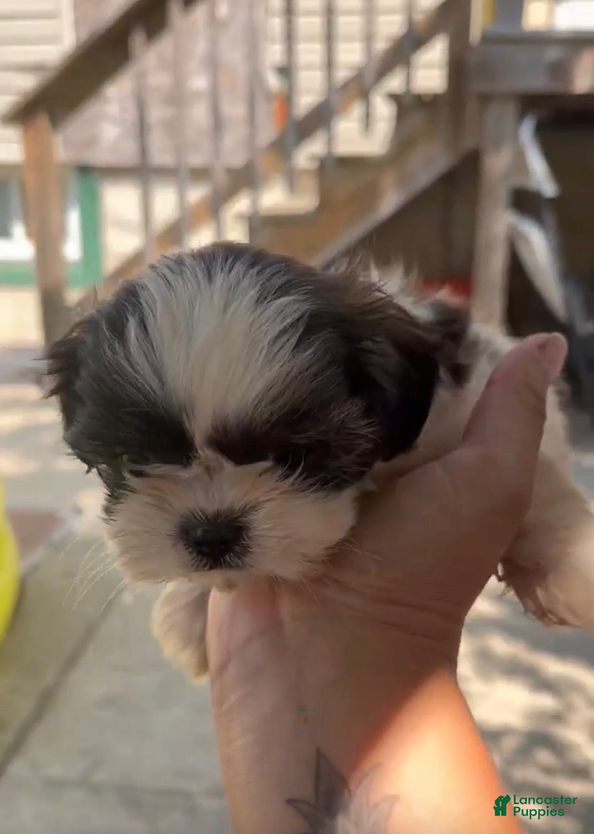 Mixed Breed dogs Mixed Breed 1 - Ad 18