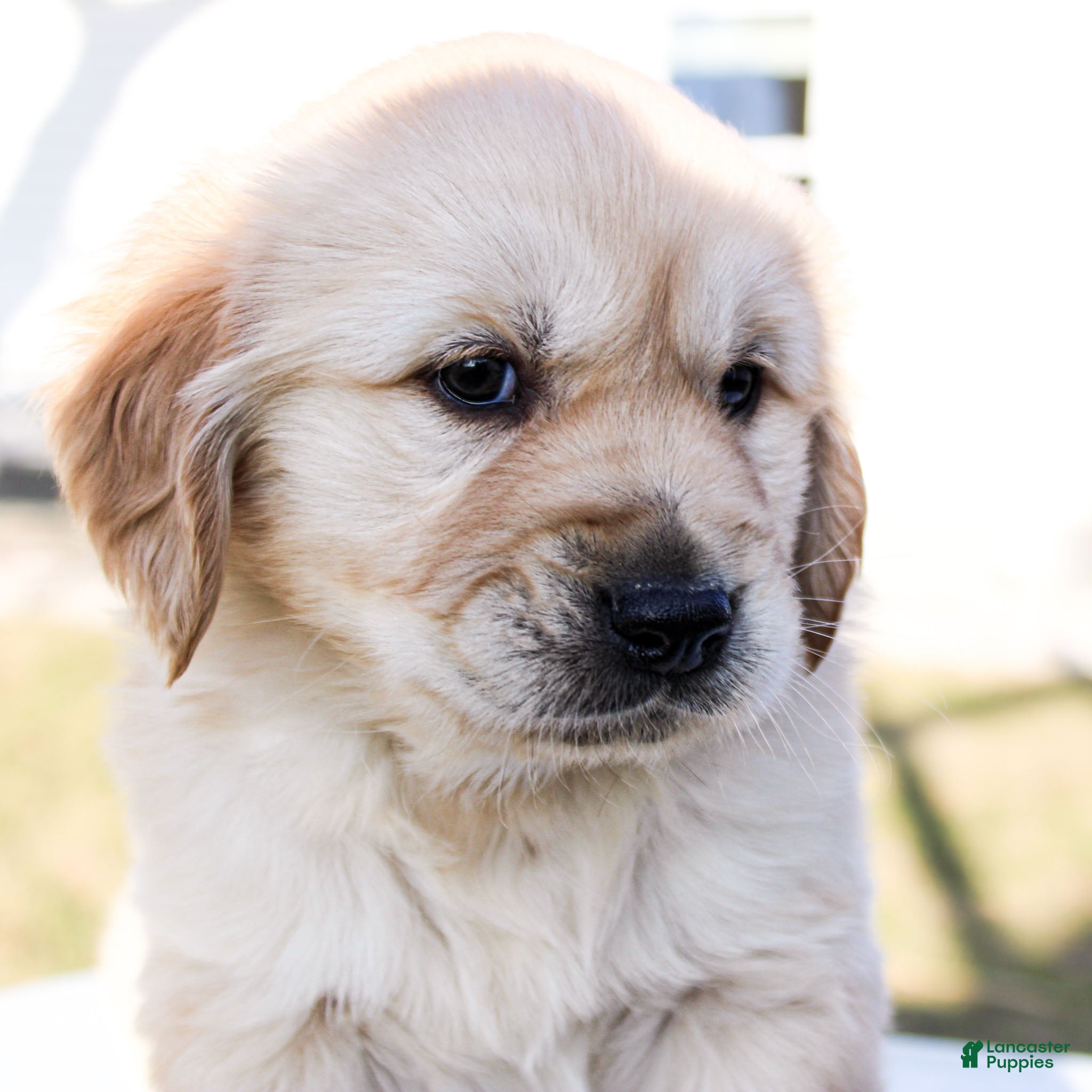Golden Retriever dogs Nolan the TRAINED Golden Retriever Puppy  - Ad 2