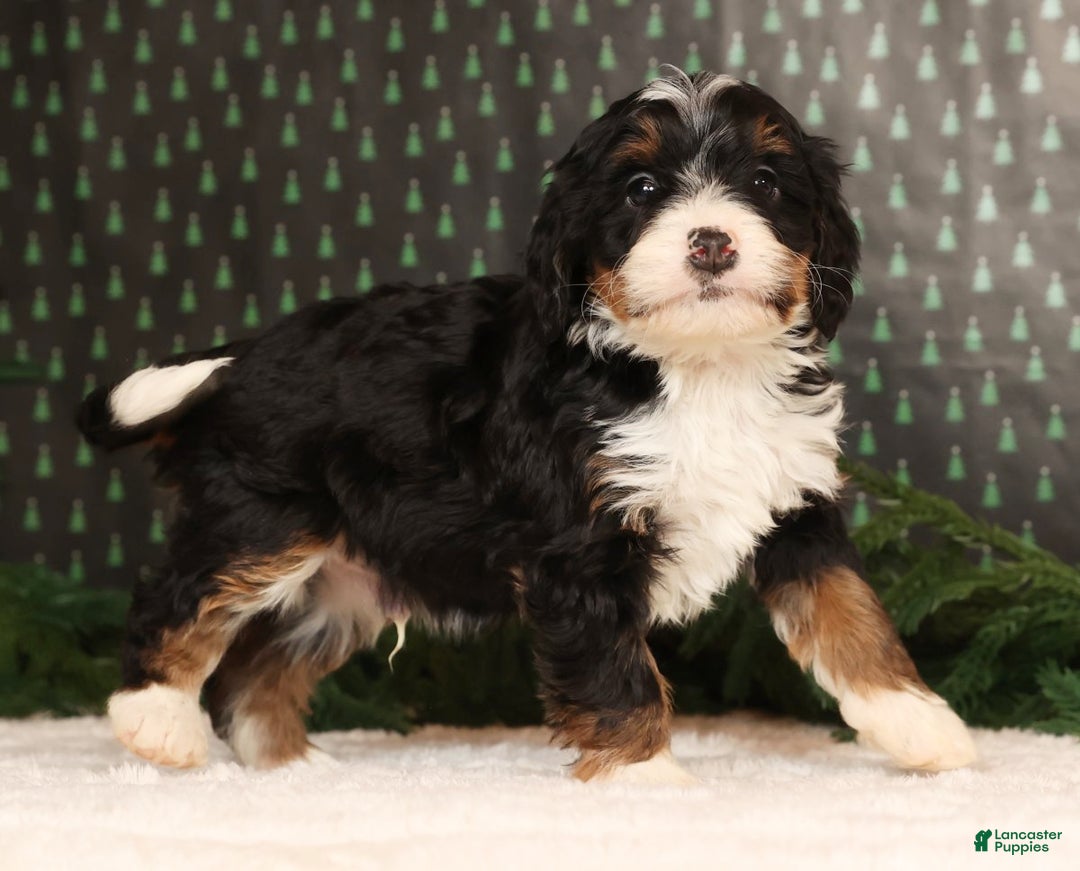 Mini Bernedoodle dogs for sale: Blazer - Ad 2