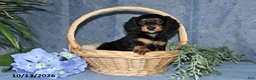 Miniature Dachshund dogs for sale: Summer - Ad 5
