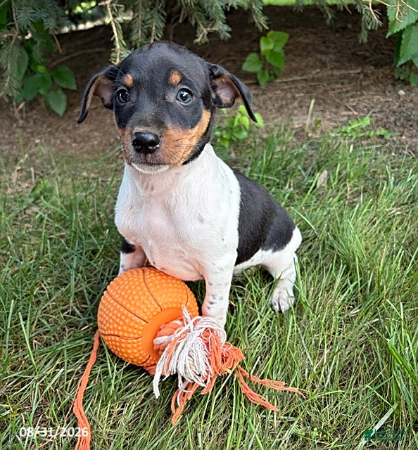 Rat Terrier dogs Rocco - Ad 2
