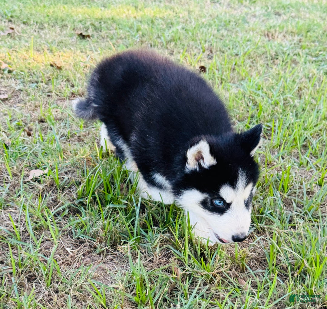 Siberian Husky dogs for sale: Siberian Husky Puppy 1 - Ad 10