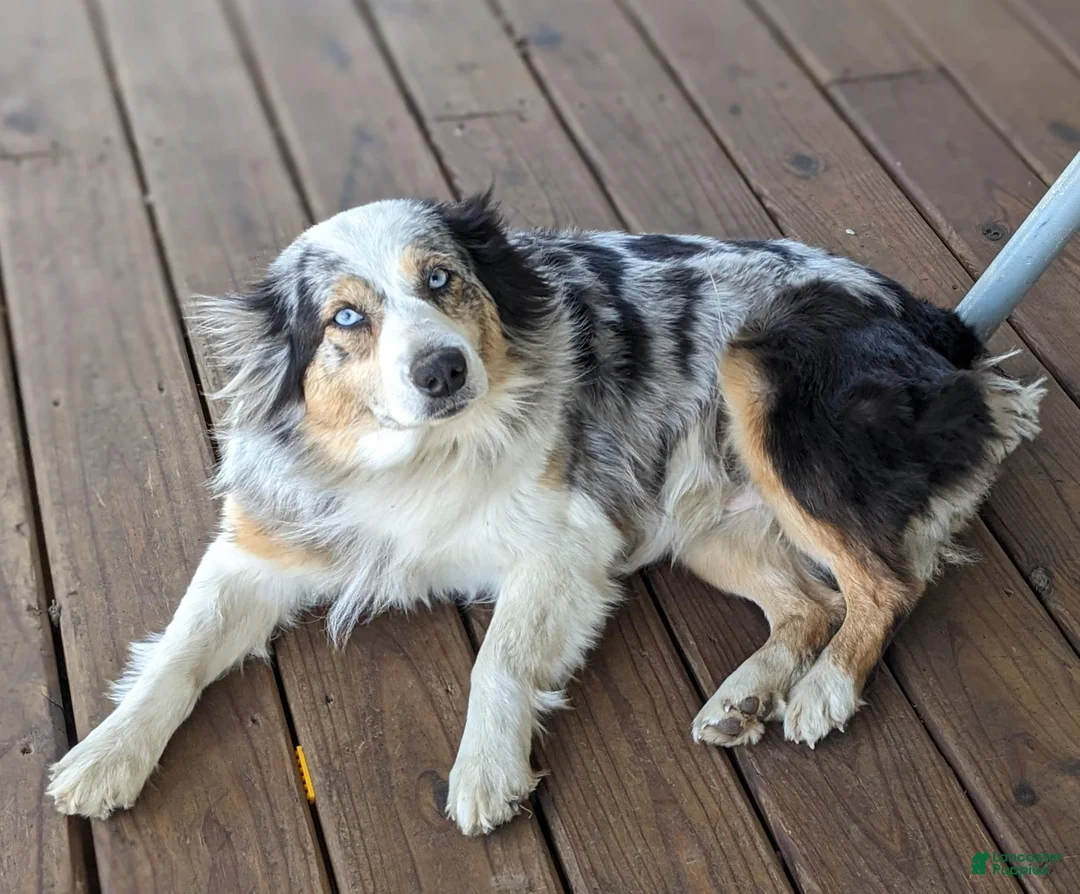 Aussiedoodle dogs for sale: Aussiedoodle Puppy 4 - Ad 8