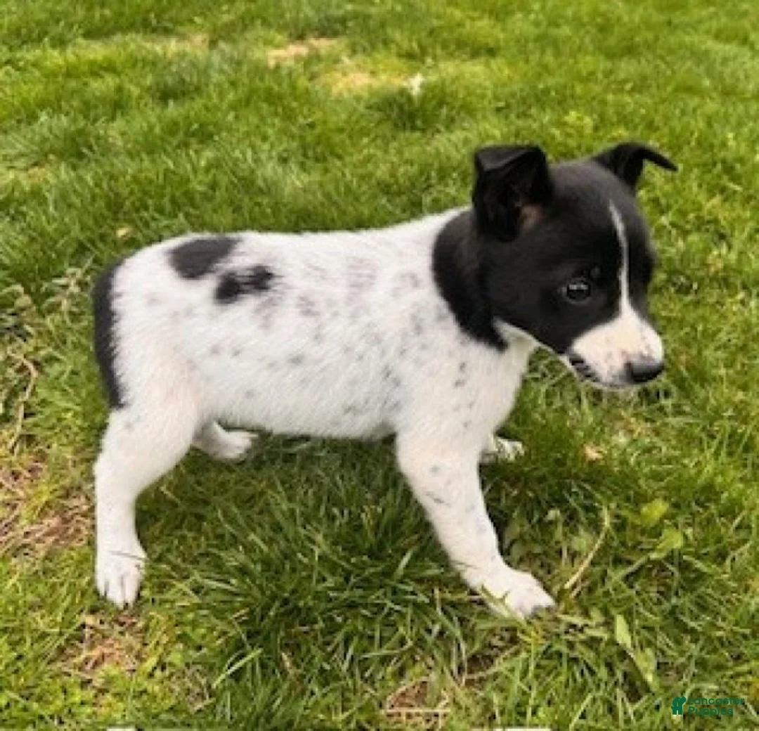 Mixed Breed dogs for sale: Sparky - Ad 6