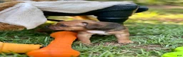 Staffordshire Bull Terrier dogs for sale: Doriane - Ad 6