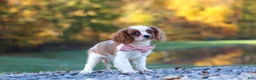 Cavalier King Charles Spaniel dogs for sale: Kylie - Ad 8