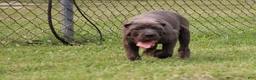Cane Corso dogs for sale: Mr. Miyagi  - Ad 7