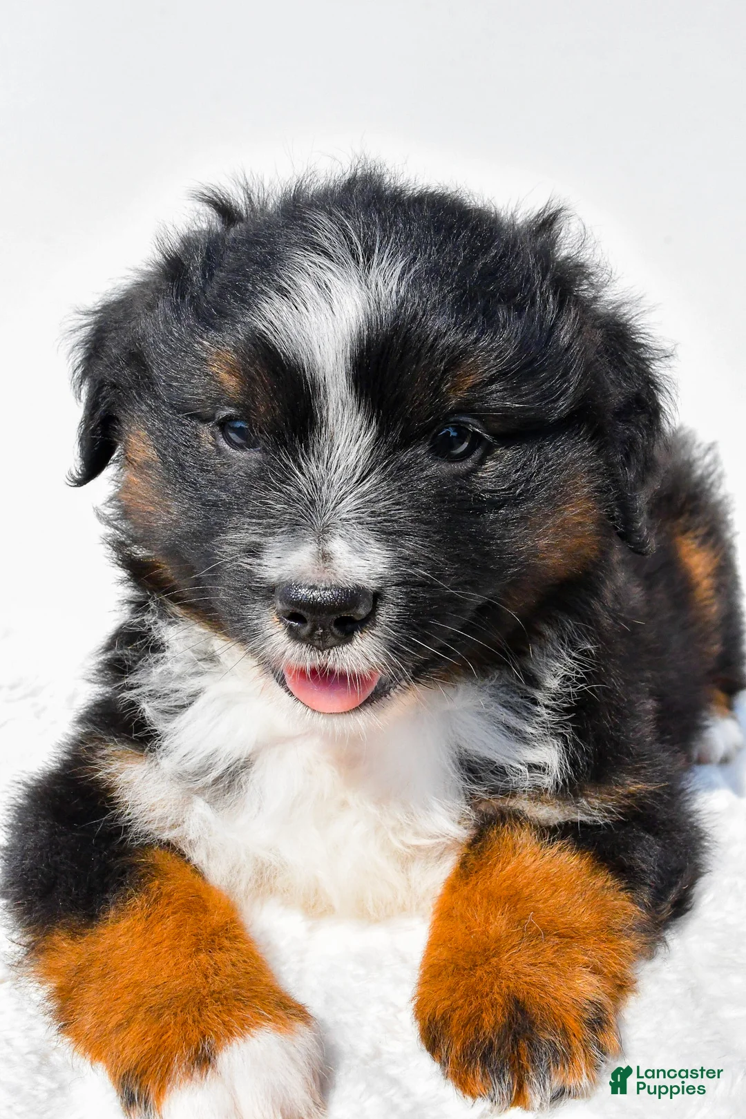 Miniature Australian Shepherd dogs for sale: Lynn - Ad 1